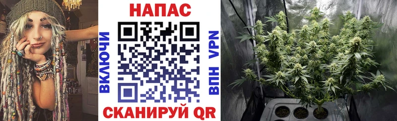 Бошки марихуана планчик  где продают наркотики  Касимов 